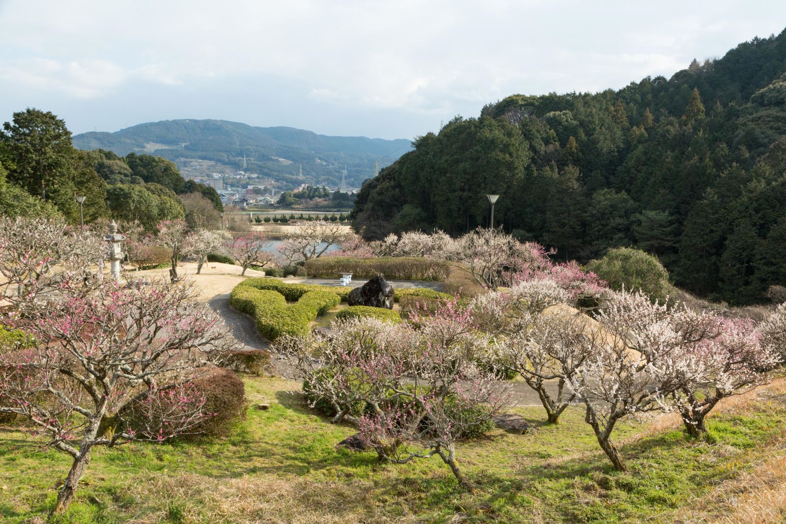 【嬉野市】MIYUKI公園梅林園（みゆき公園梅林園）