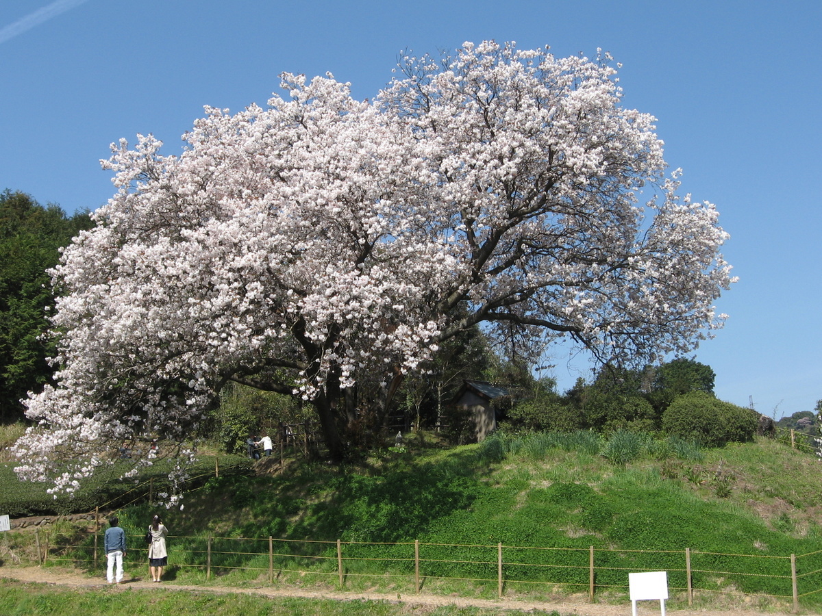 ▲納戸料の百年桜